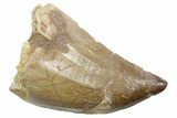 Fossil Mosasaur (Thalassotitan) Tooth - Morocco #353227-1